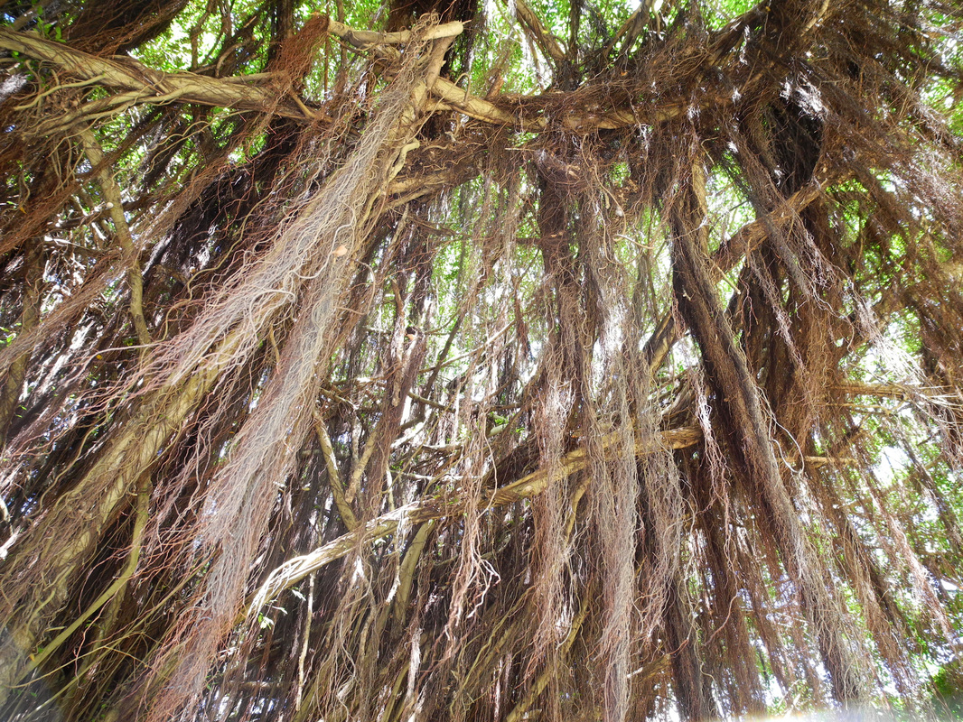 Bearded tree, Barbados