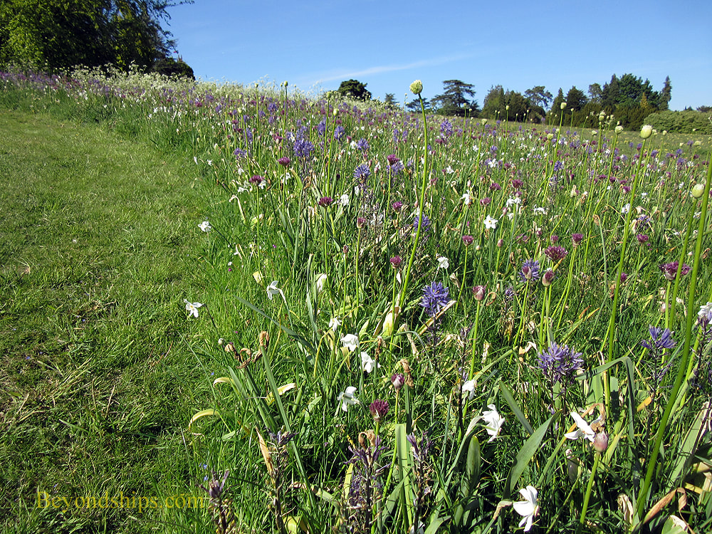 Wild flowers at Highclere Castle