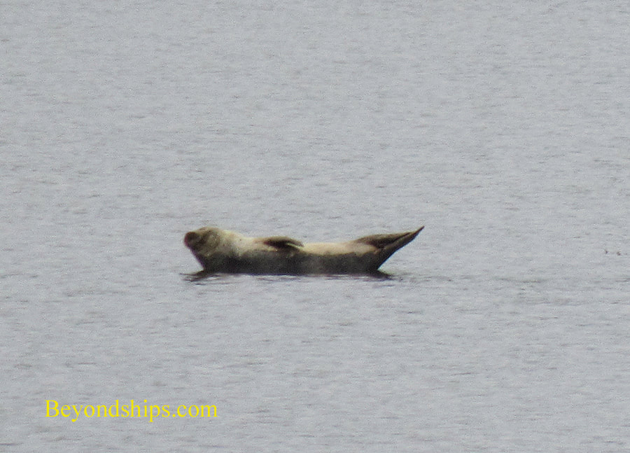 Seal in Orkney, Scotland