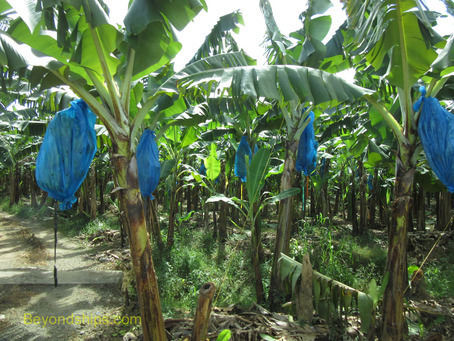 Banana plantation, St. Lucia