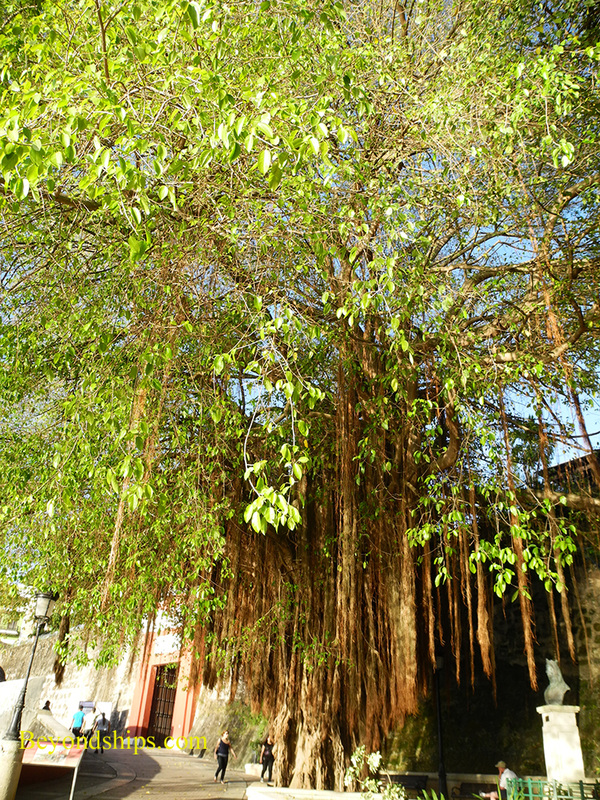 Banyan tree, Paseo de la Princesa, Old San Juan, Puerto Rico 