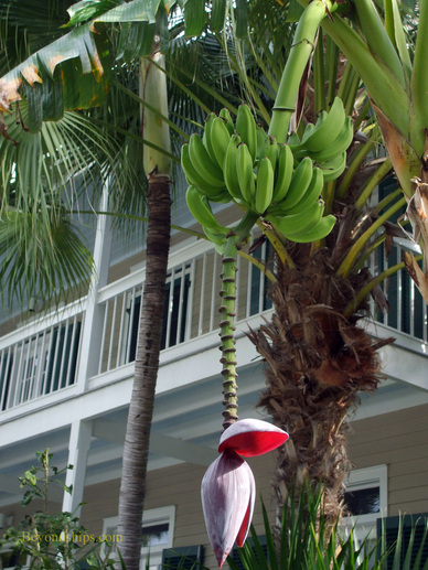 Banana tree, Key West