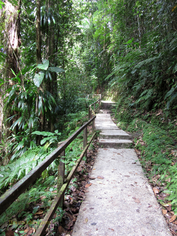 Dominica, a path through the rain forest.