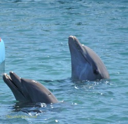 Dolphins, Mahogany Bay, Roatan, Honduras