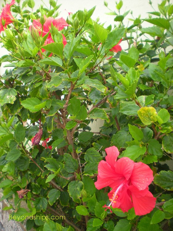 flowers, St George, Bermuda