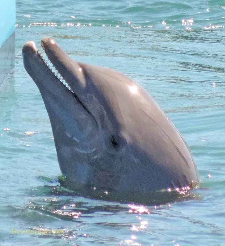 Dolphin, Mahogany Bay, Roatan, Honduras