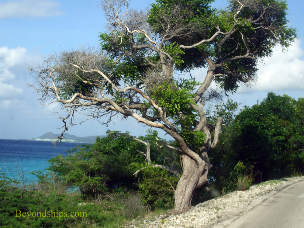 tree, Bonaire