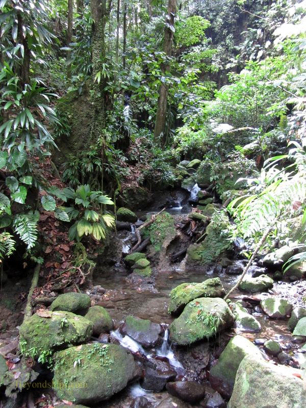 Rain forest, Dominica