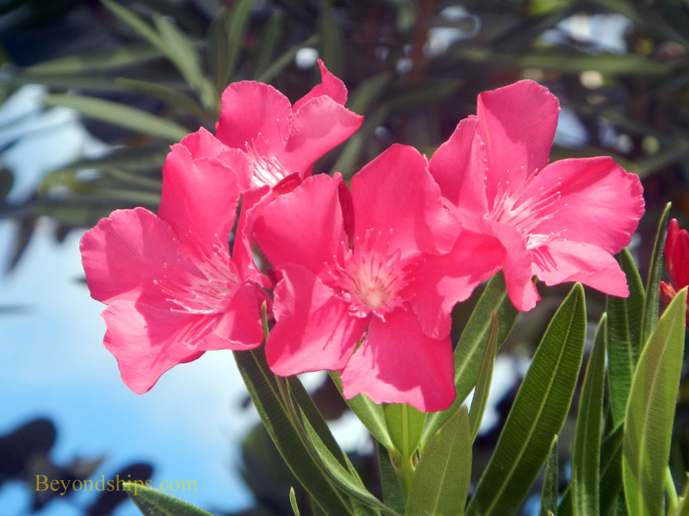 Aruba flowers