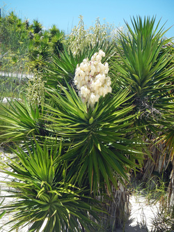 Flower Bermuda