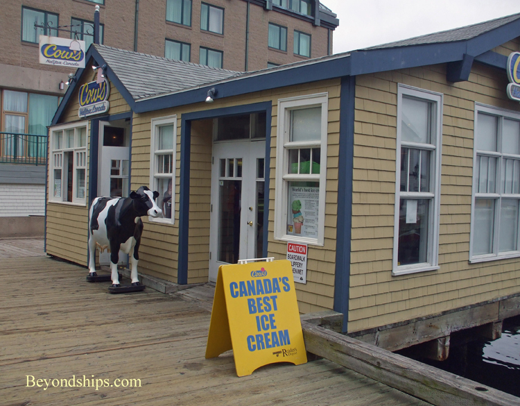 Cows, Halifax, Nova Scotia