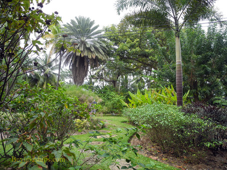 Andromeda Botanic Garden, Barbados
