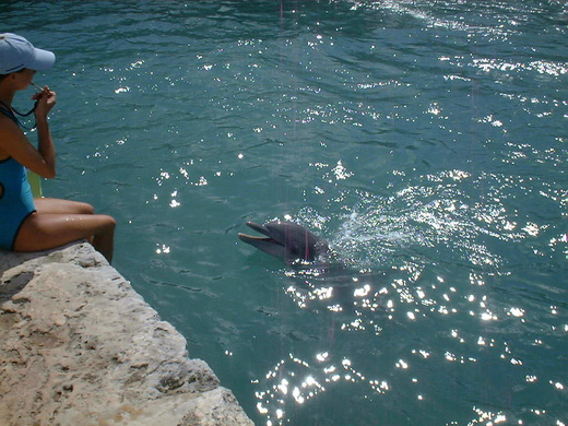 Dolphin Quest, Bermuda