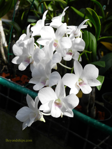 Orchid World, Barbados