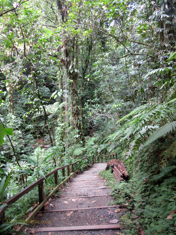 Rain forest trail in Dominica