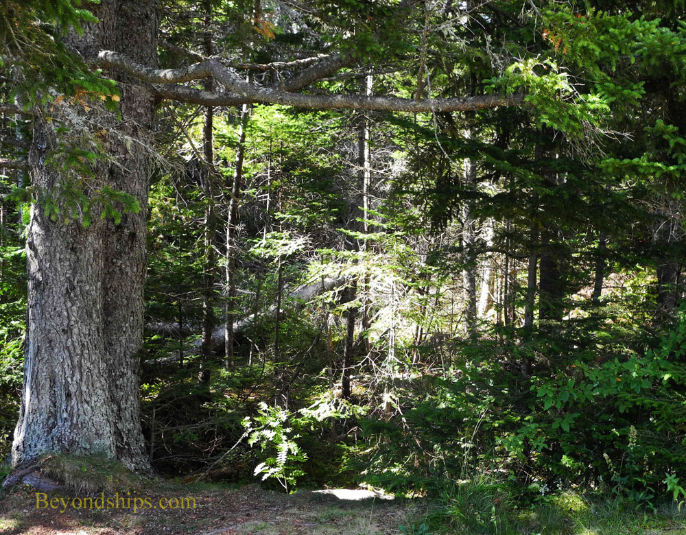 Woods near Lepreau Falls, New Brunswick, Canada
