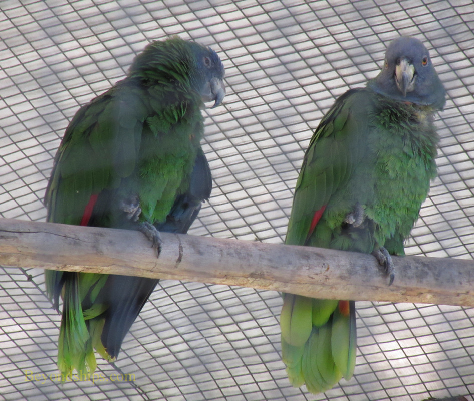 Dominica Botanical Garden parrots