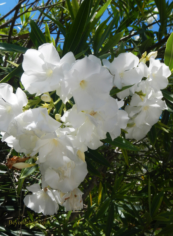Flowering plant Bermuda