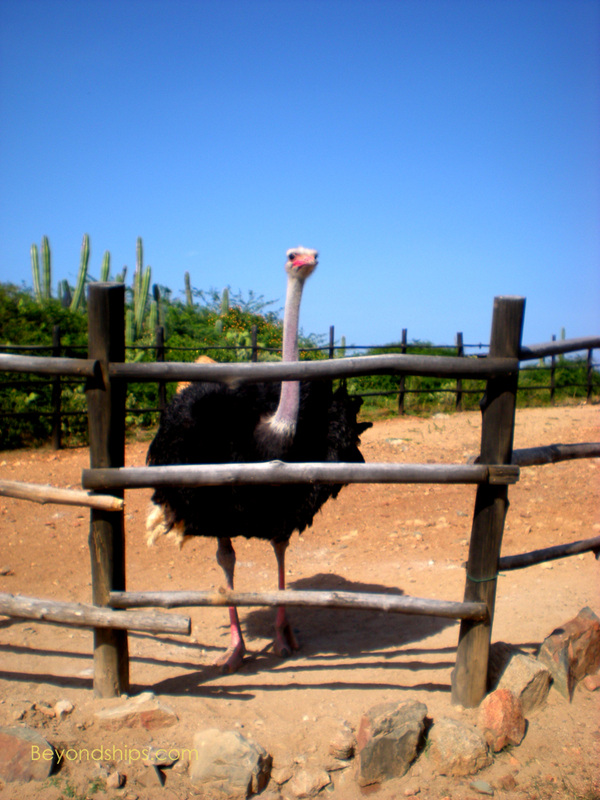 Aruba ostrich farm