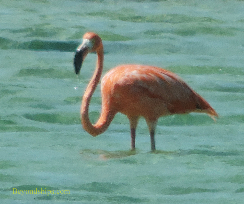 Flamingo, Bonaire