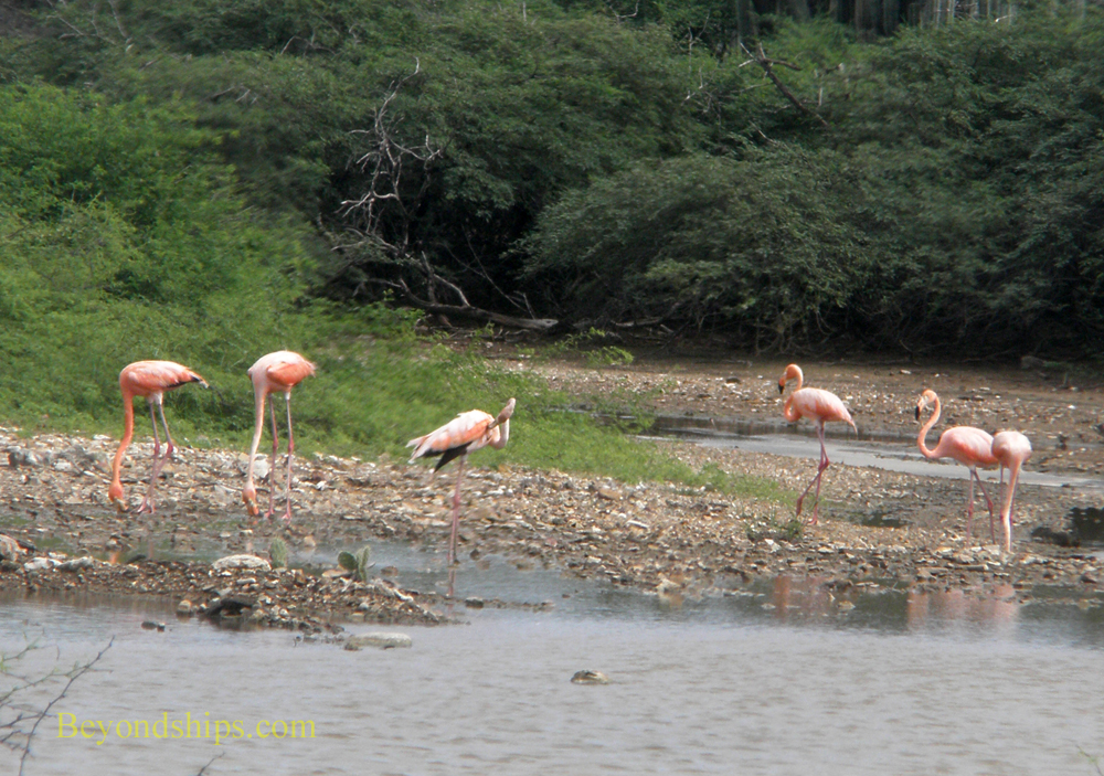 Flamingos, Bonaire