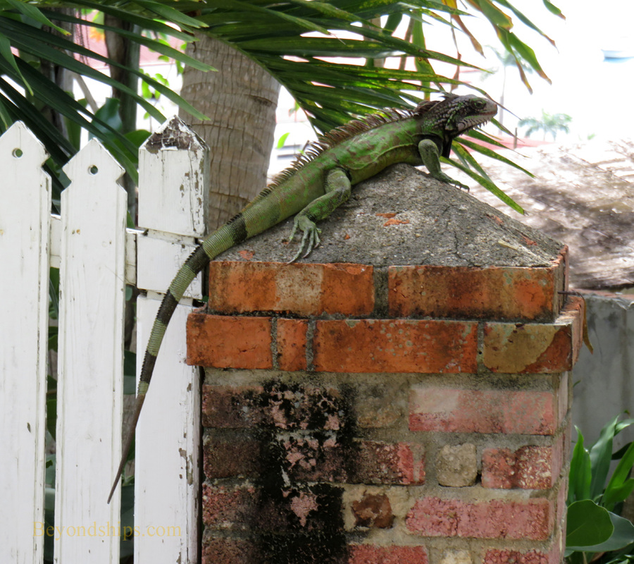 Picture iguana, St. Thomas