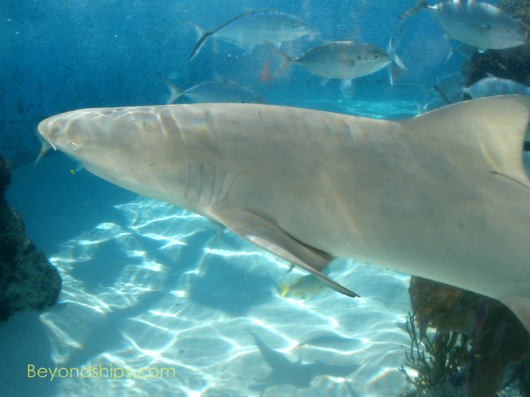 Shark, Coral World Ocean Park, St. Thomas, U.S.V.I.