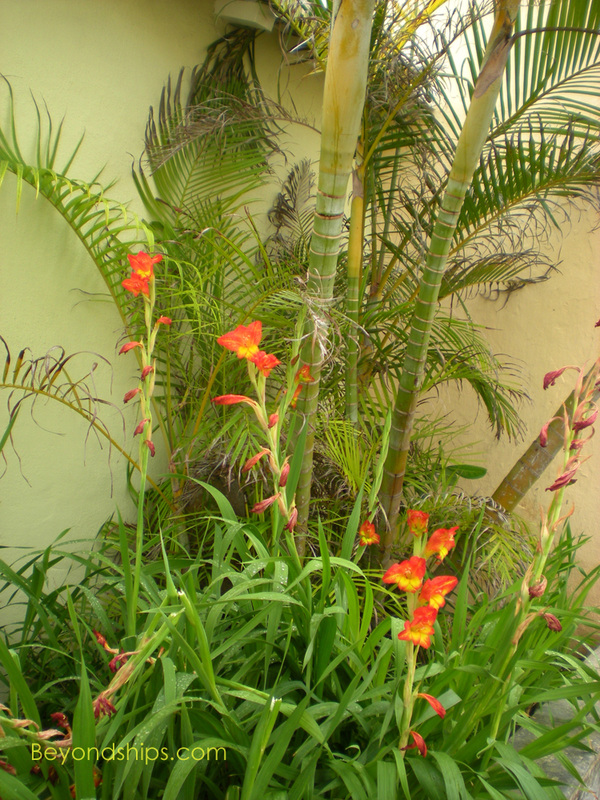 flowers, St George, Bermuda