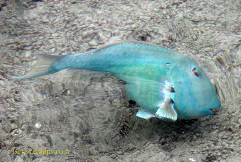 Fish off Bonaire