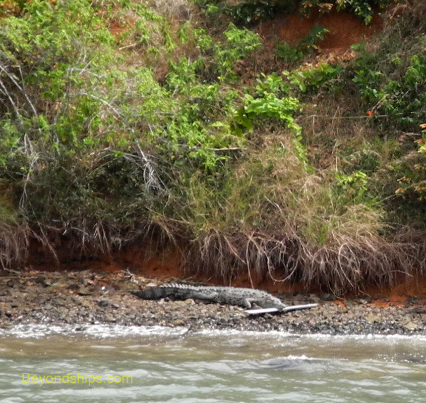 Crocodile in Panama Canal