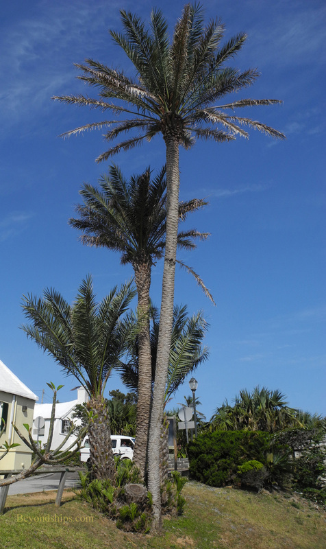 Bermuda palms