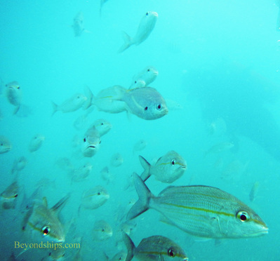 Helemt diving St Maarten