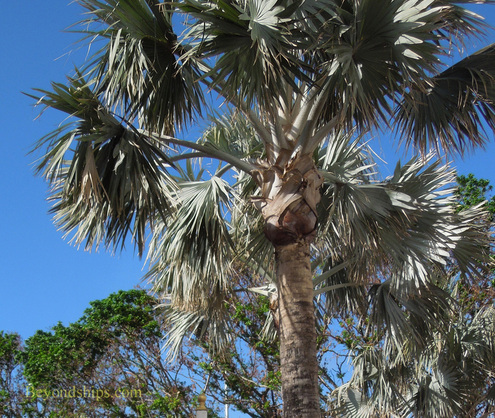 Palm tree Nassau Bahamas