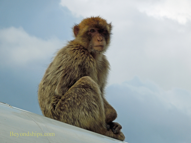 Barbary ape Gibraltar