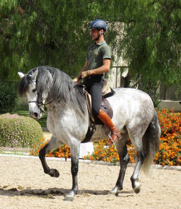 Royal Andalusian School of Equestrian Arts, Spain 